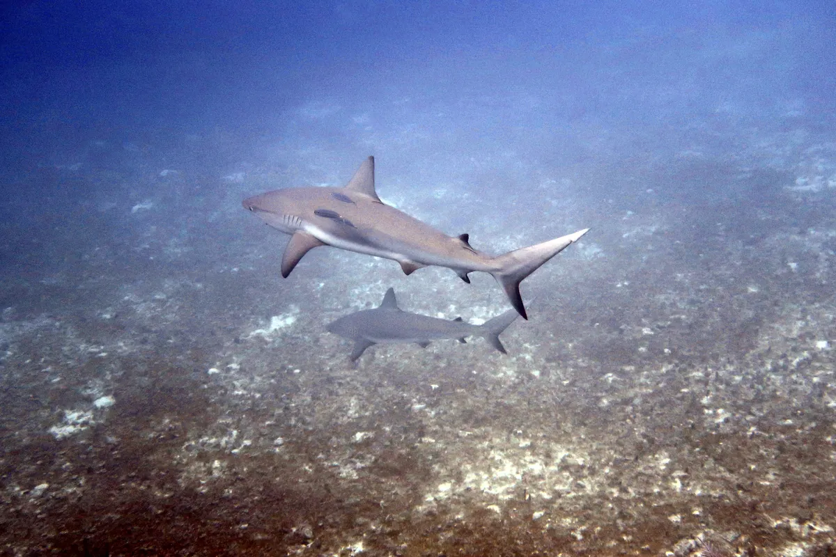 Caribbean Reef Shark