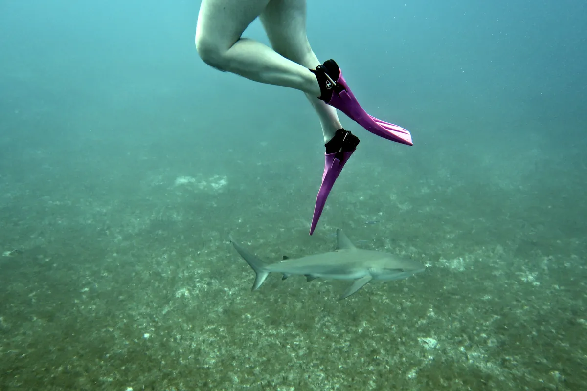 Caribbean Reef Shark