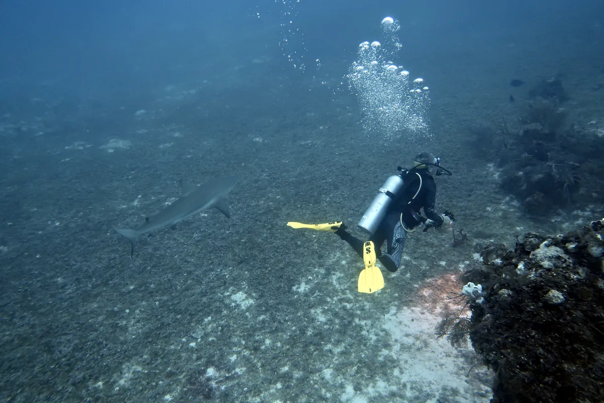 Caribbean Reef Shark