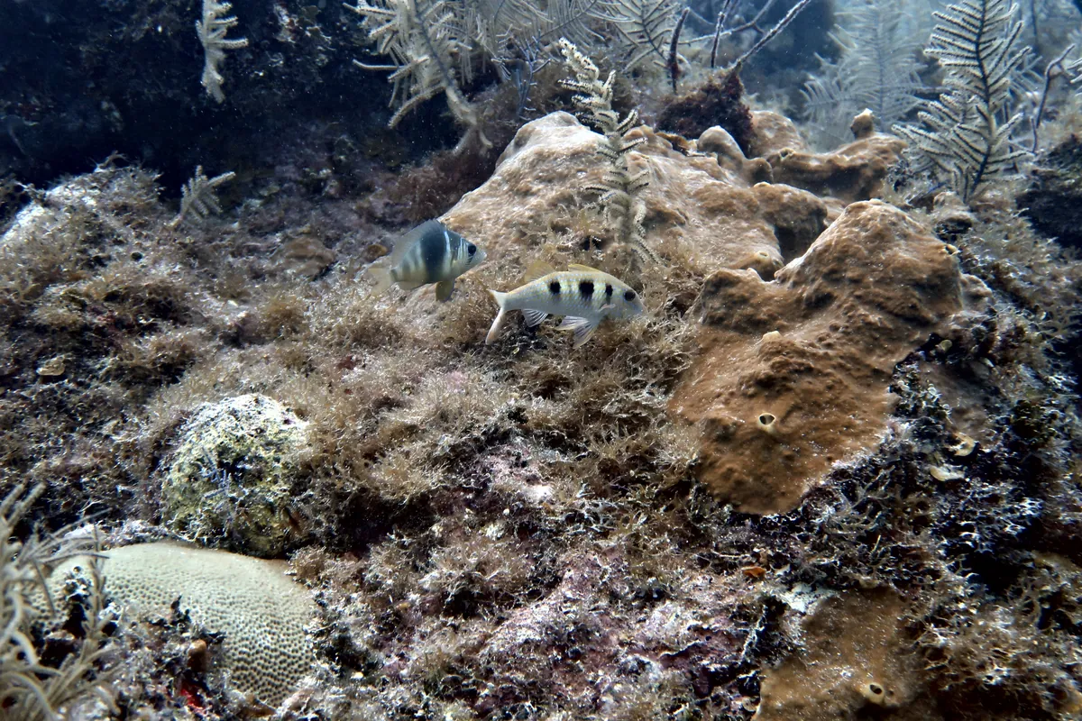 Spotted Goatfish