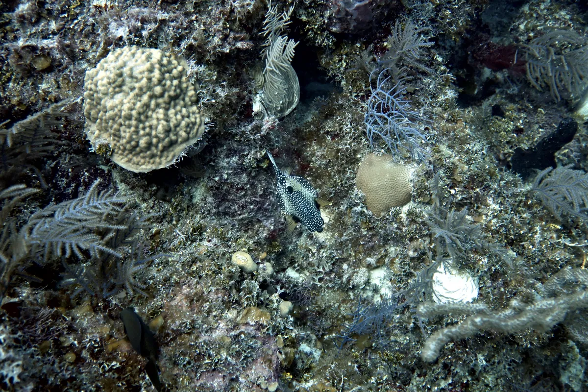 Smooth Trunkfish