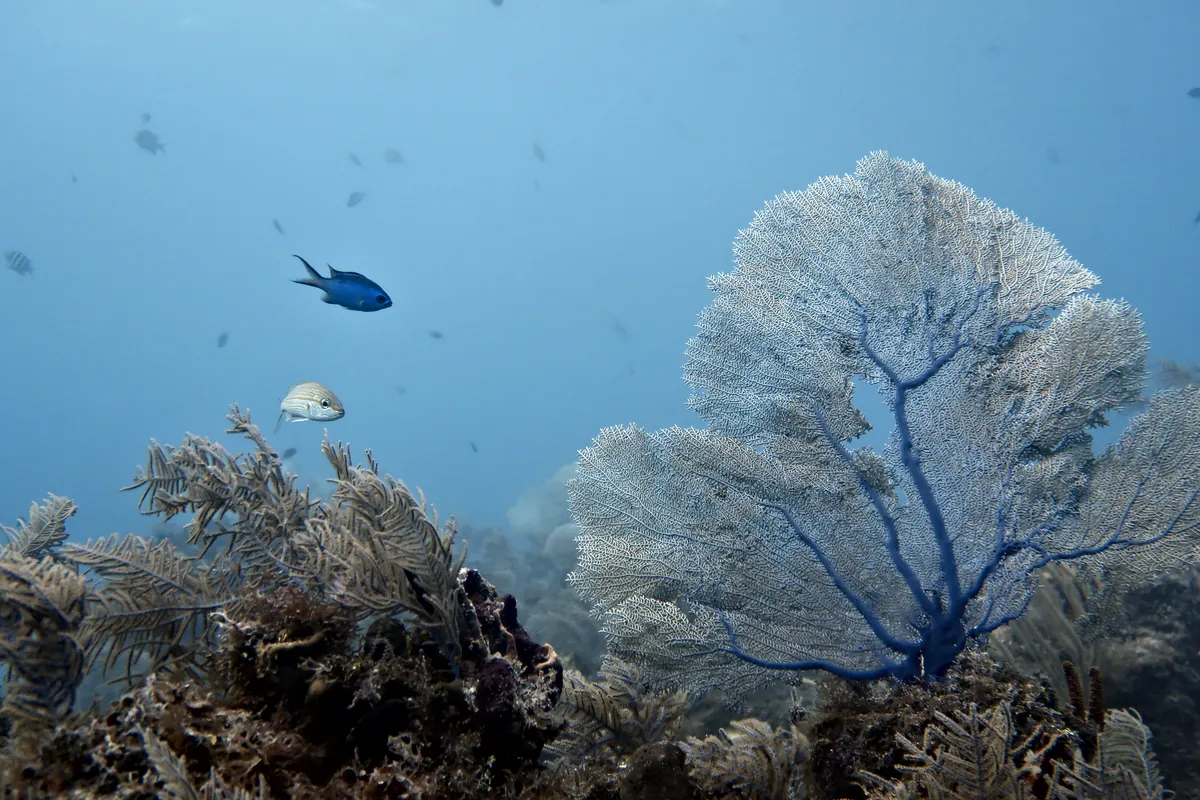Blue Chromis