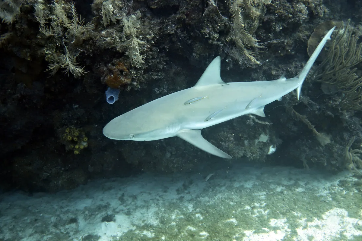 Caribbean Reef Shark