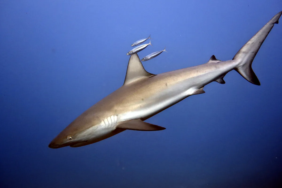 Caribbean Reef Shark