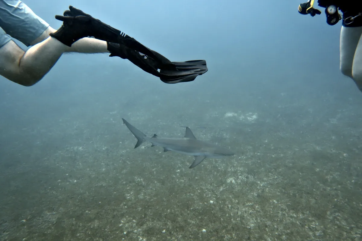 Caribbean Reef Shark