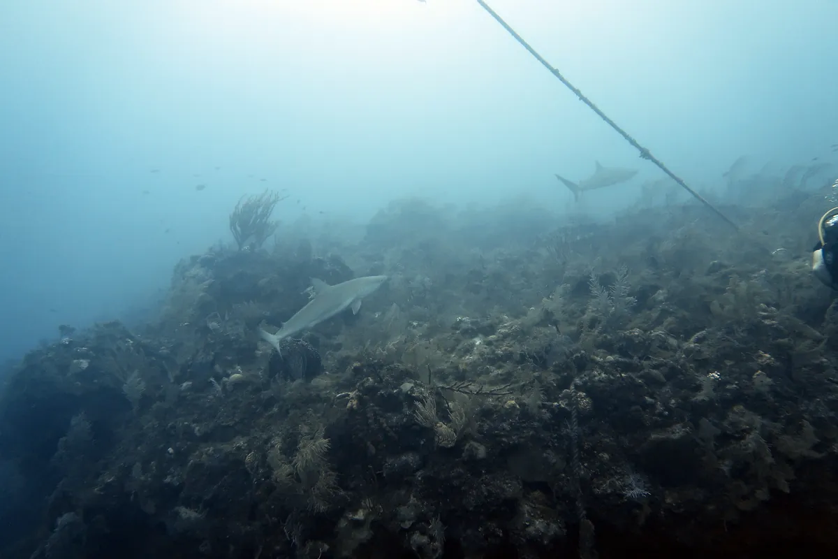 Caribbean Reef Shark