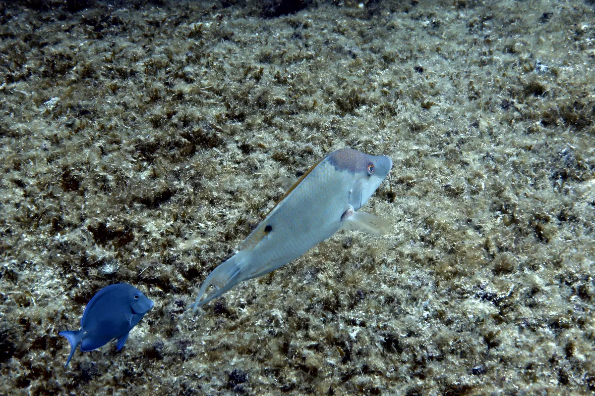 Hogfish