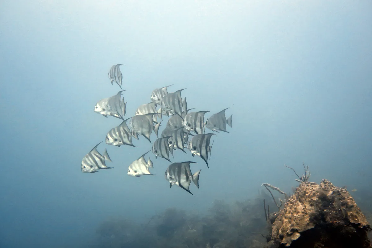 Atlantic Spadefish