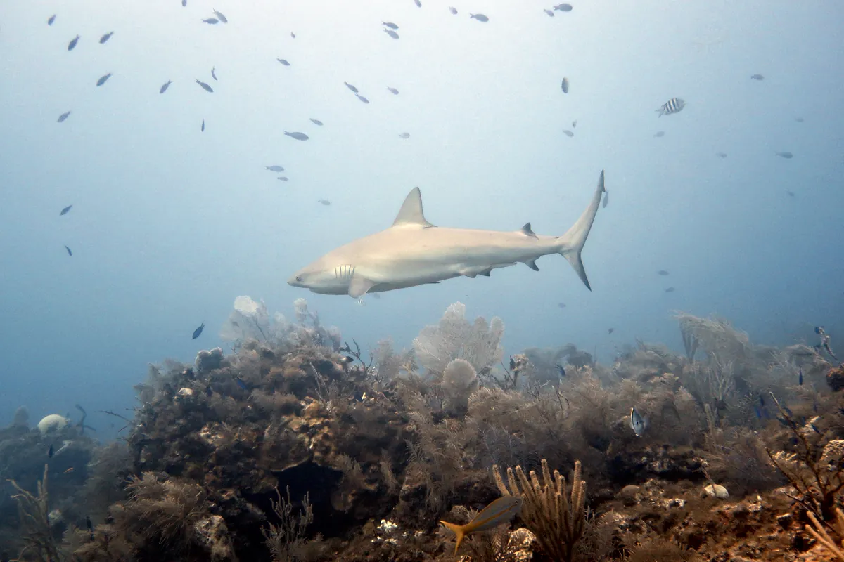 Caribbean Reef Shark