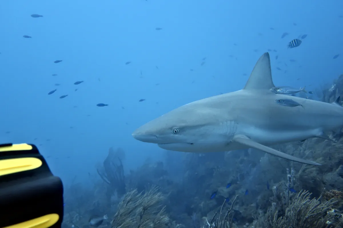 Caribbean Reef Shark