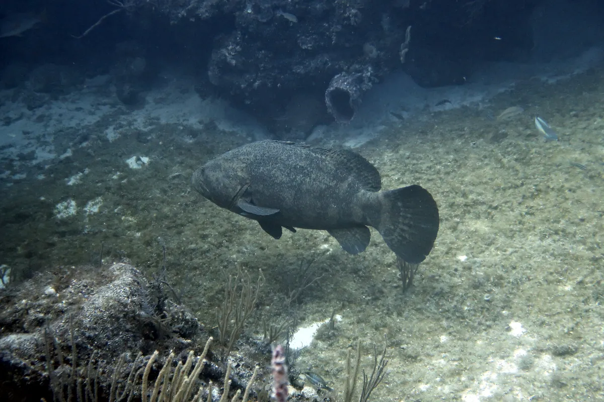 Goliath Grouper