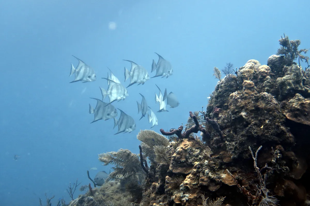 Atlantic Spadefish