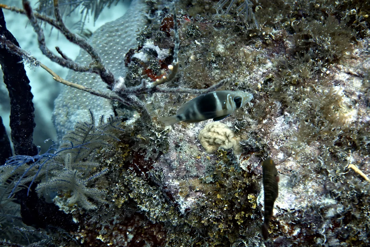 Barred Hamlet