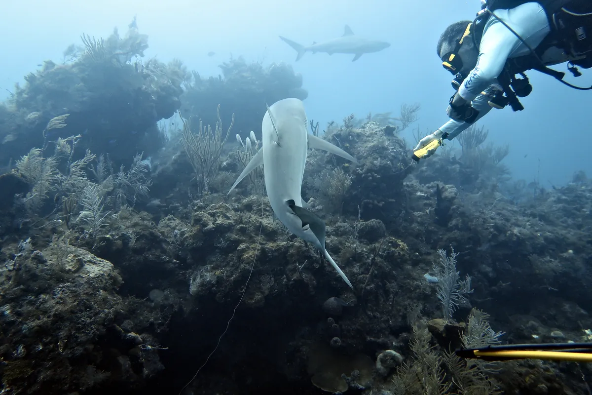 Caribbean Reef Shark