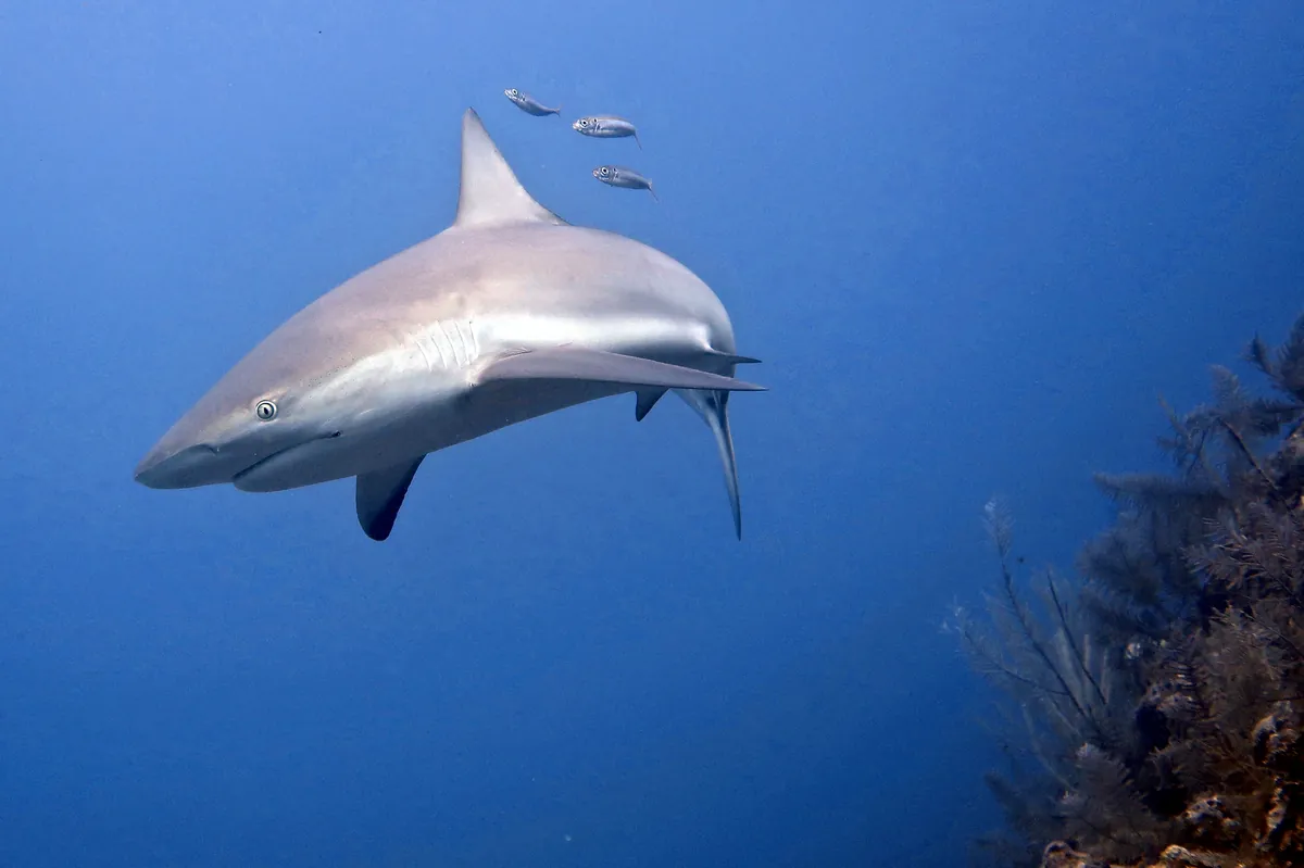 Caribbean Reef Shark