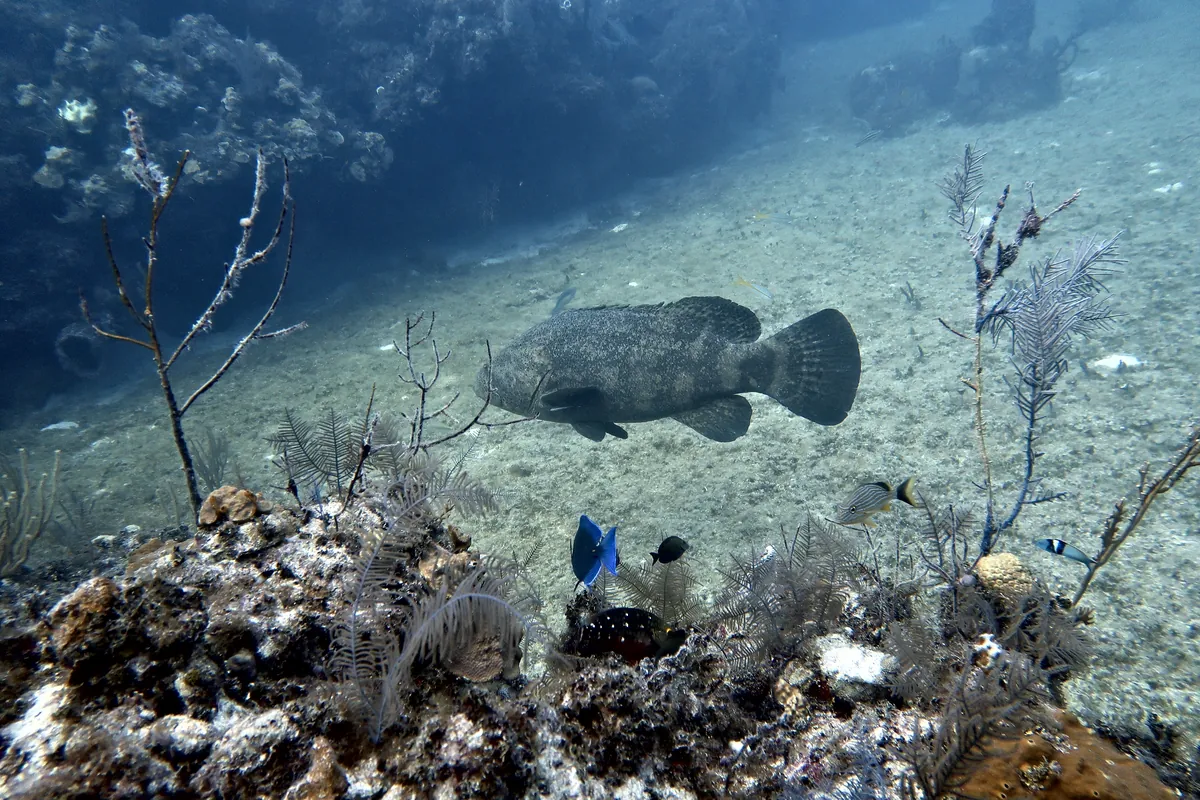 Goliath Grouper