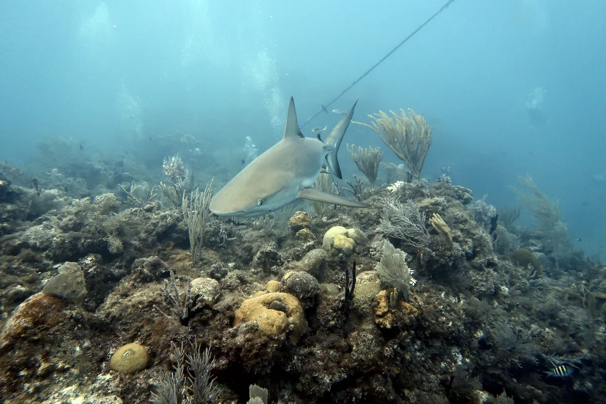 Caribbean Reef Shark