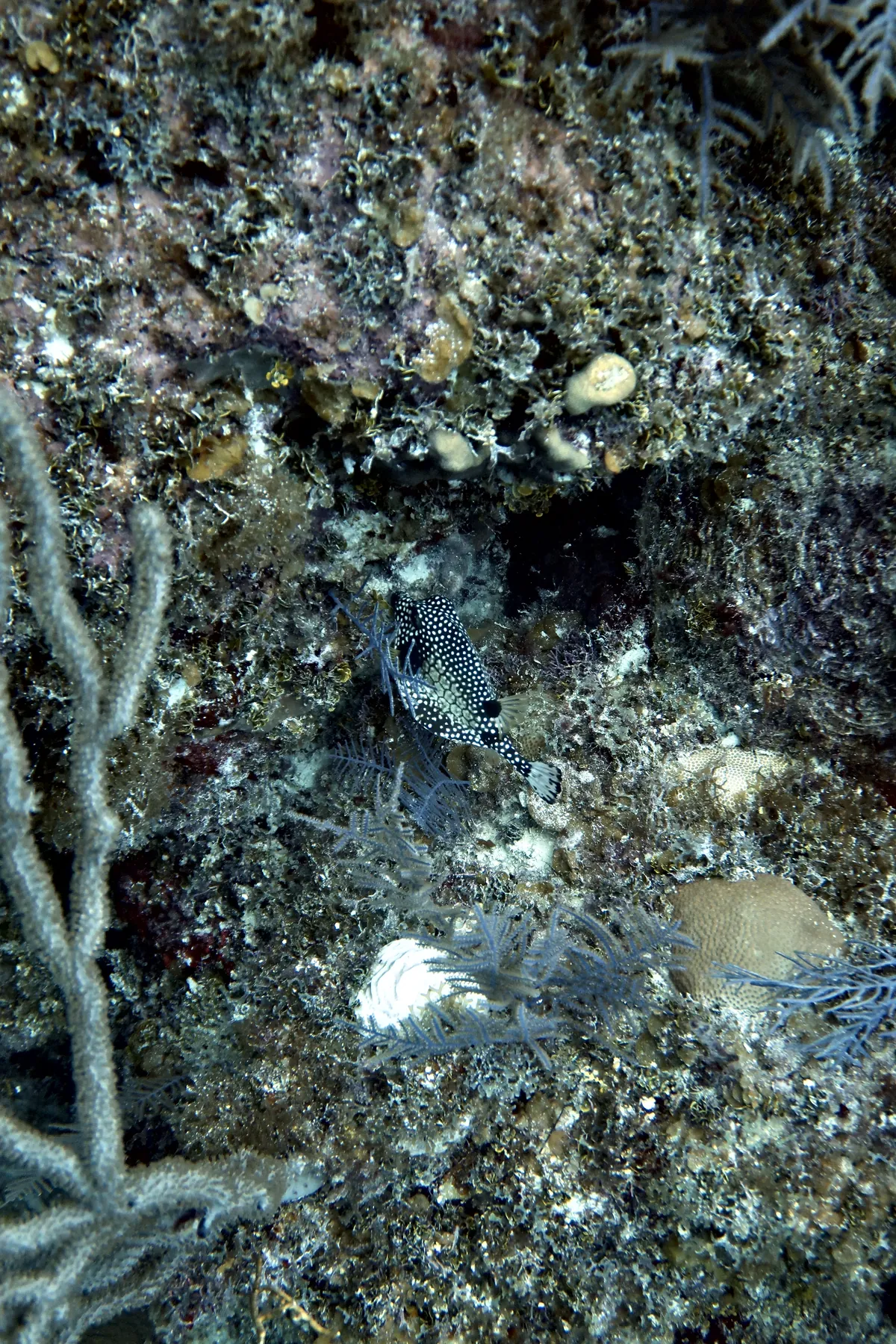 Smooth Trunkfish