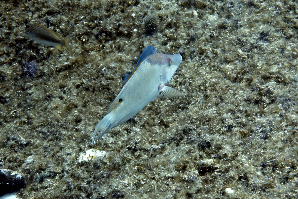Hogfish