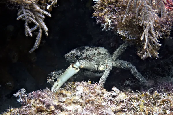 Channel Clinging Crab