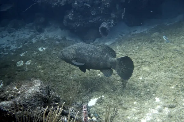 Goliath Grouper