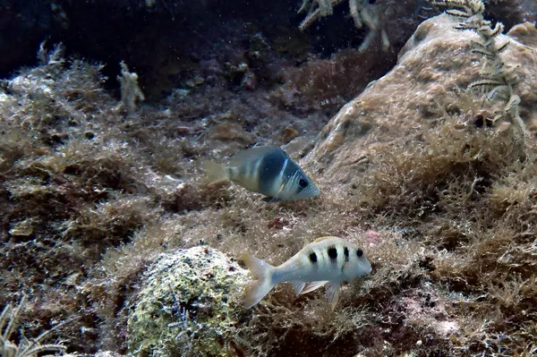 Barred Hamlet