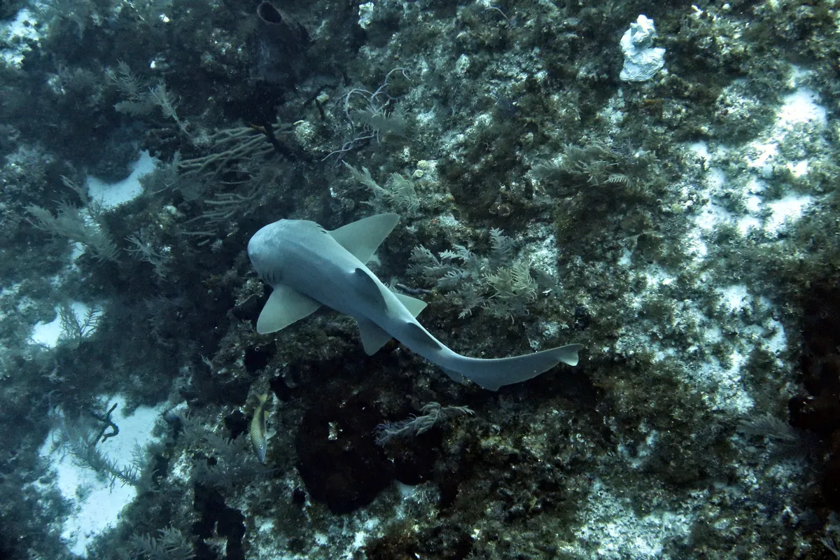 Nurse Shark