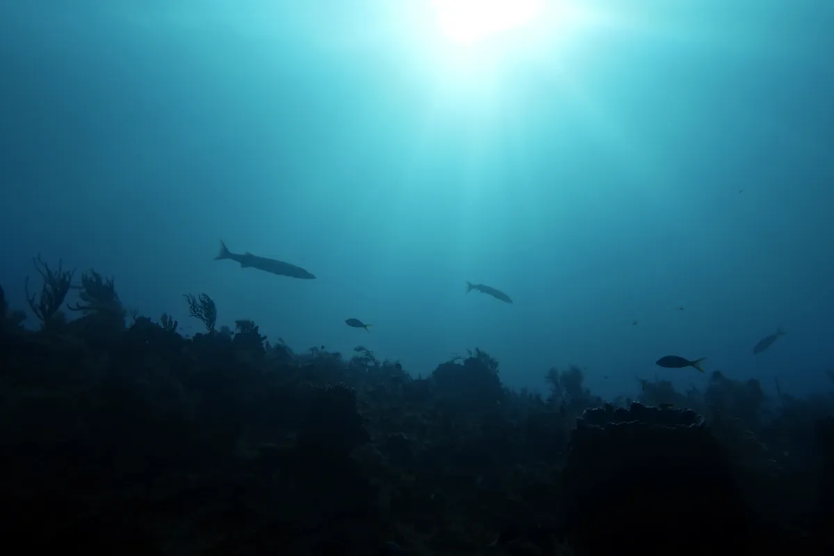 Great Barracuda