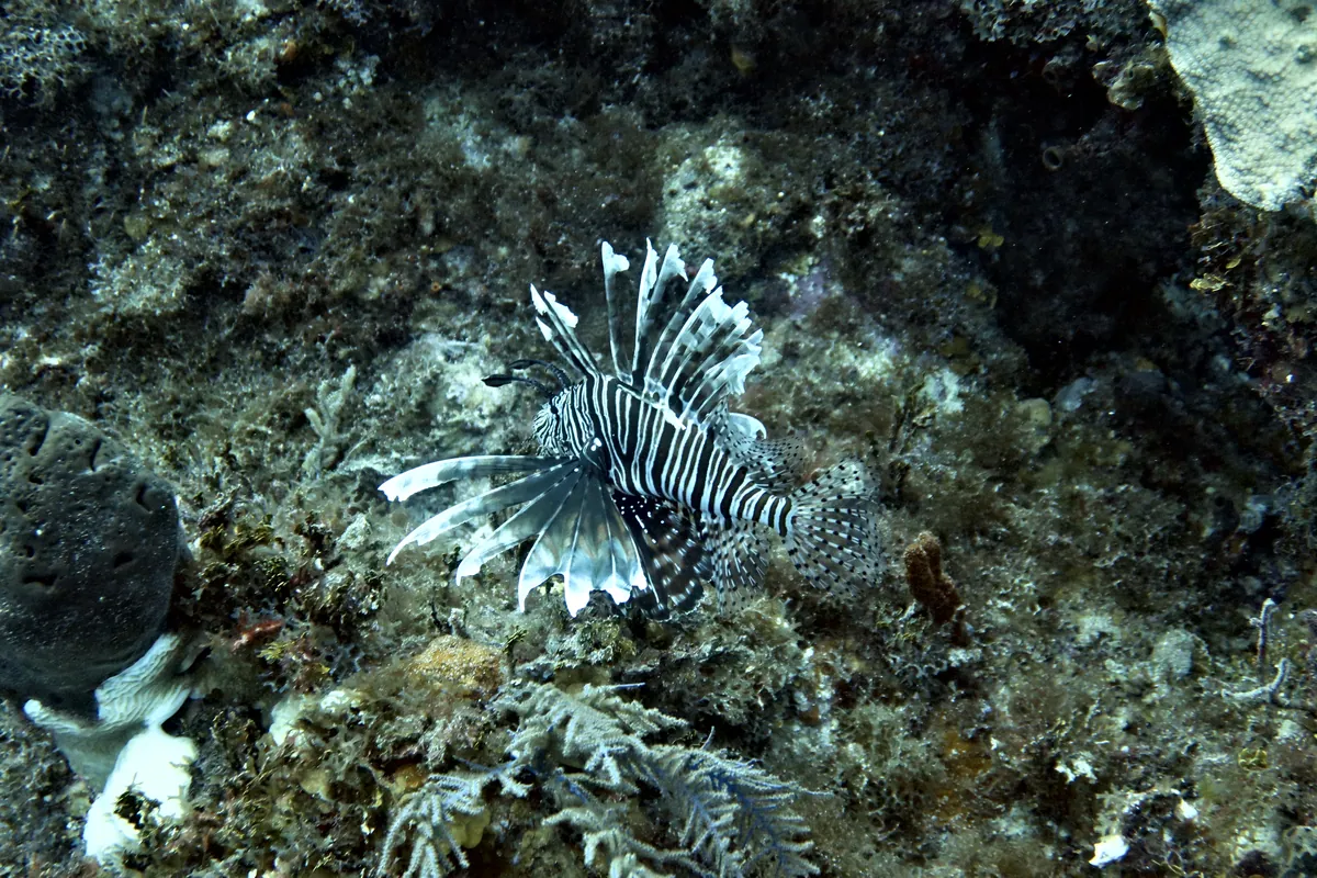 Red Lionfish