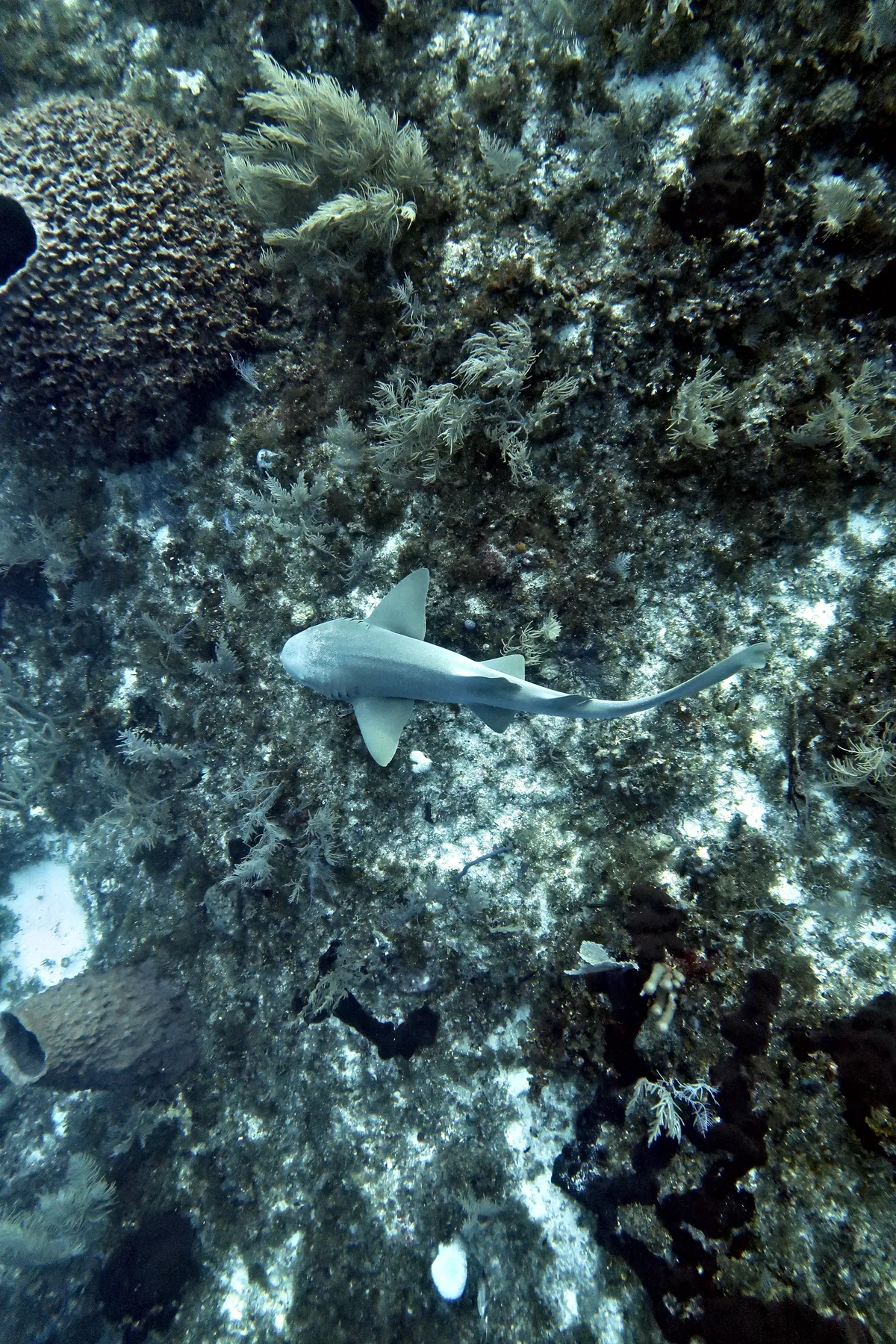 Nurse Shark