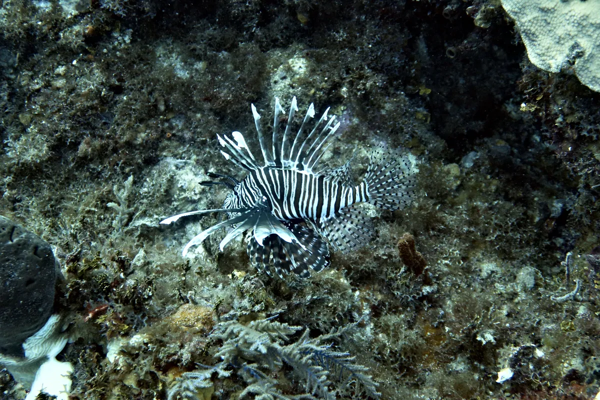 Red Lionfish