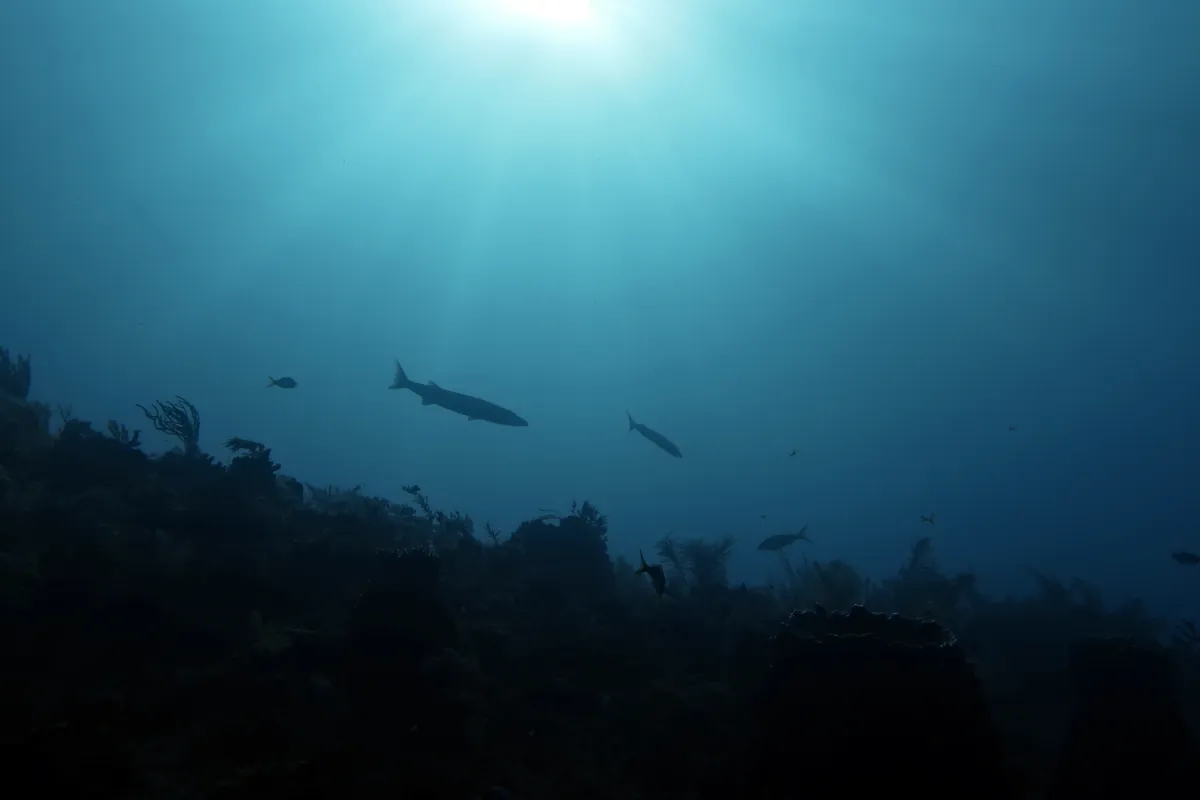 Great Barracuda
