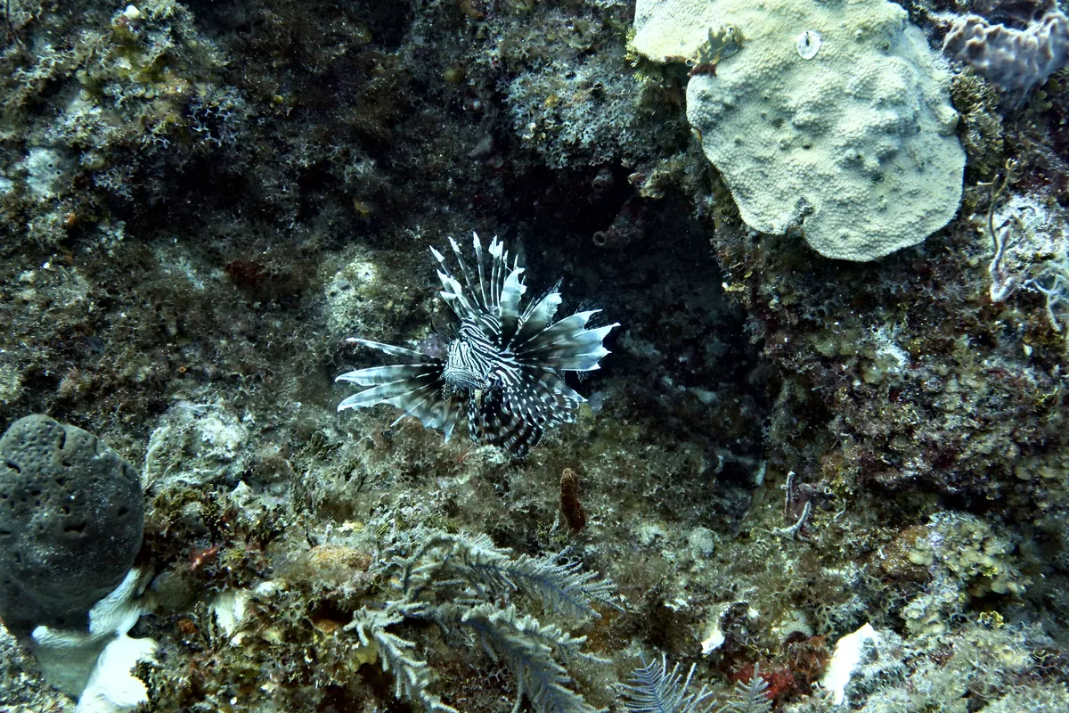 Red Lionfish