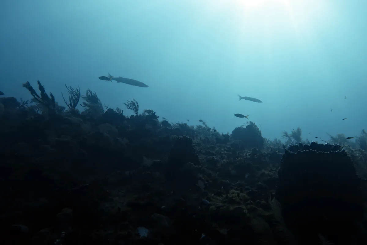Great Barracuda