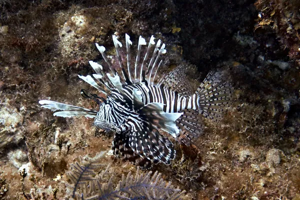 Red Lionfish