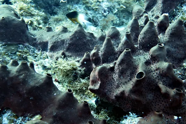 Bicolor Damselfish