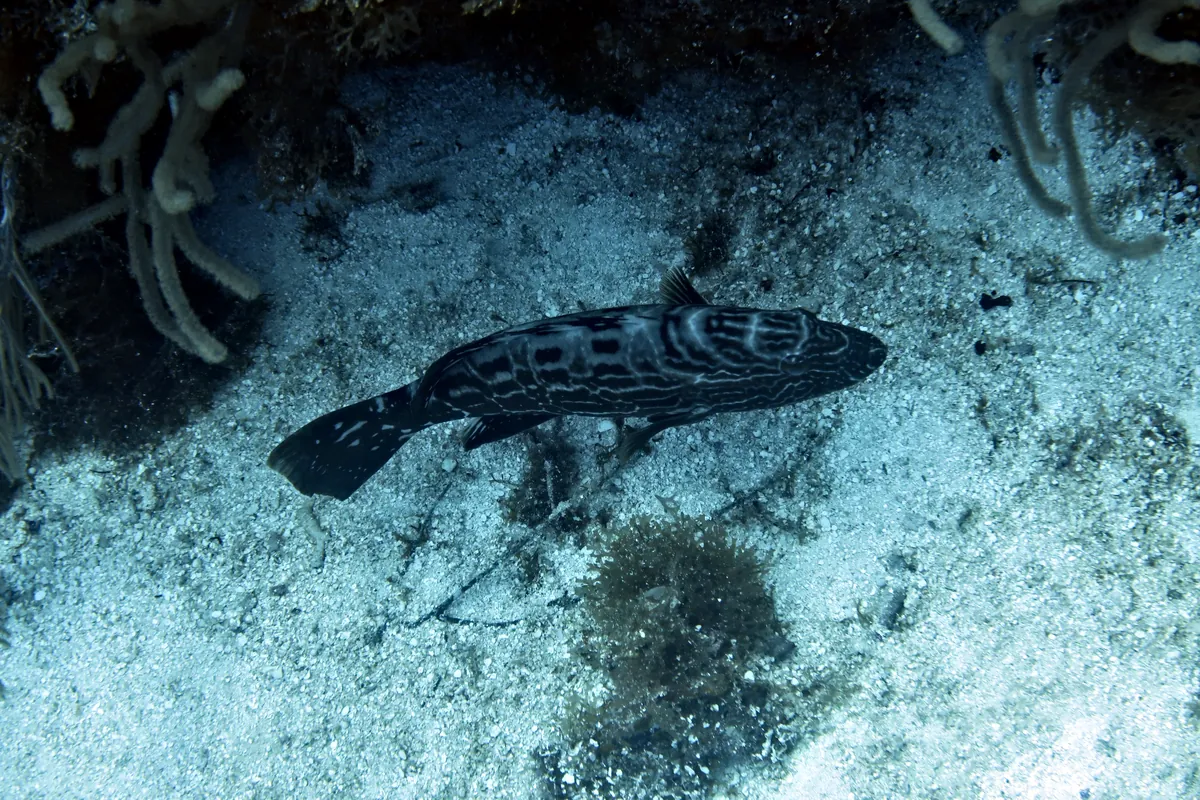 Black Grouper