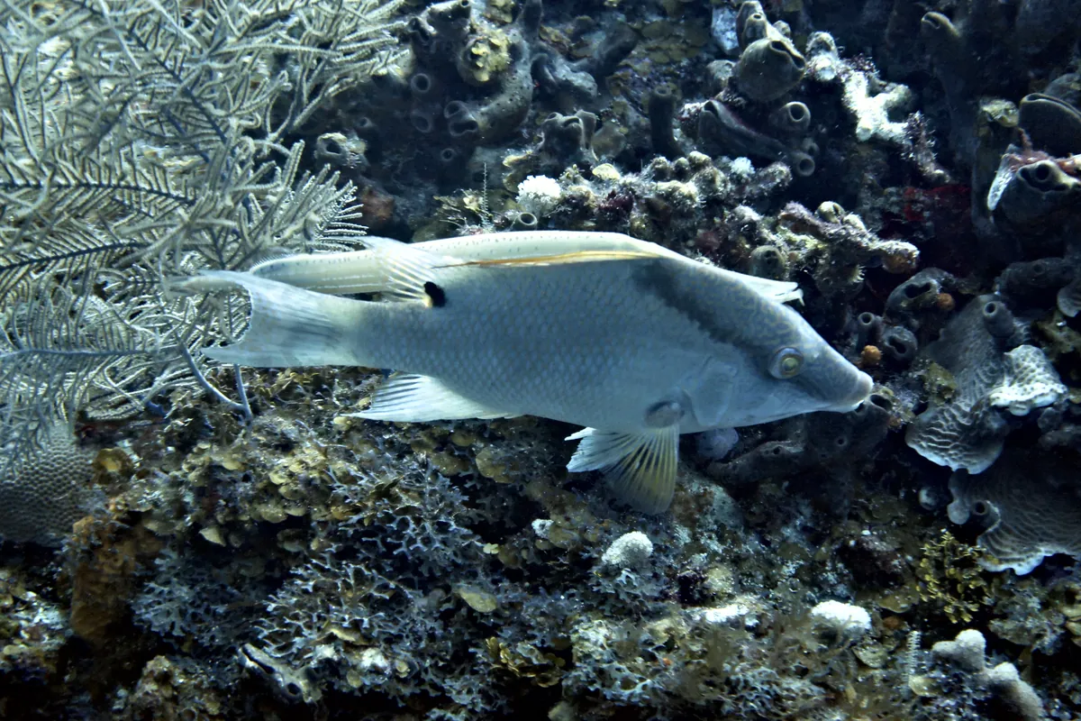 Hogfish