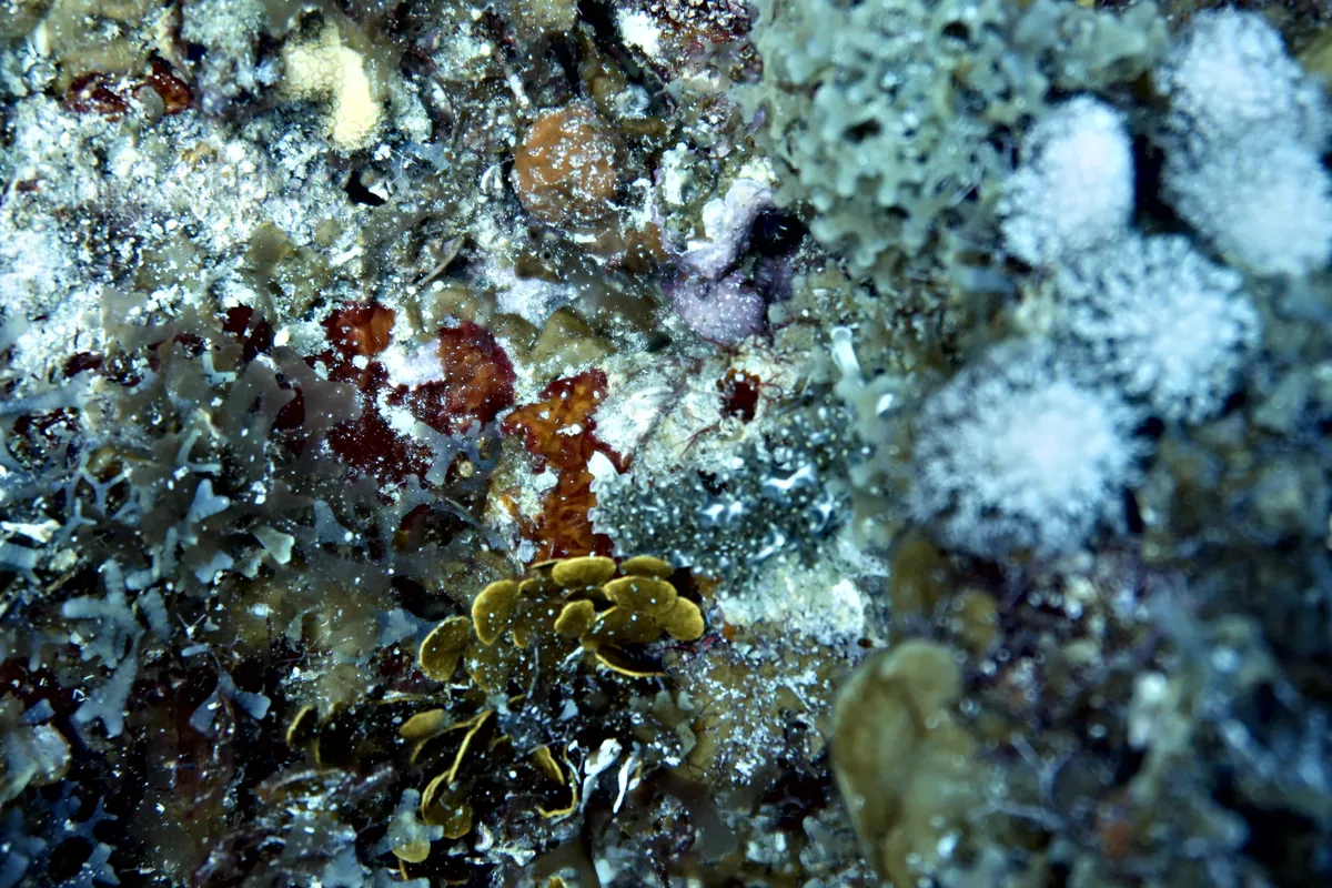 Lettuce Sea Slug