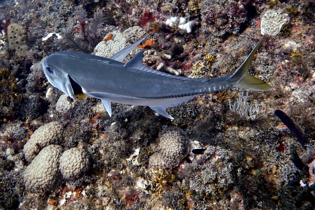 Horse-eye Jack