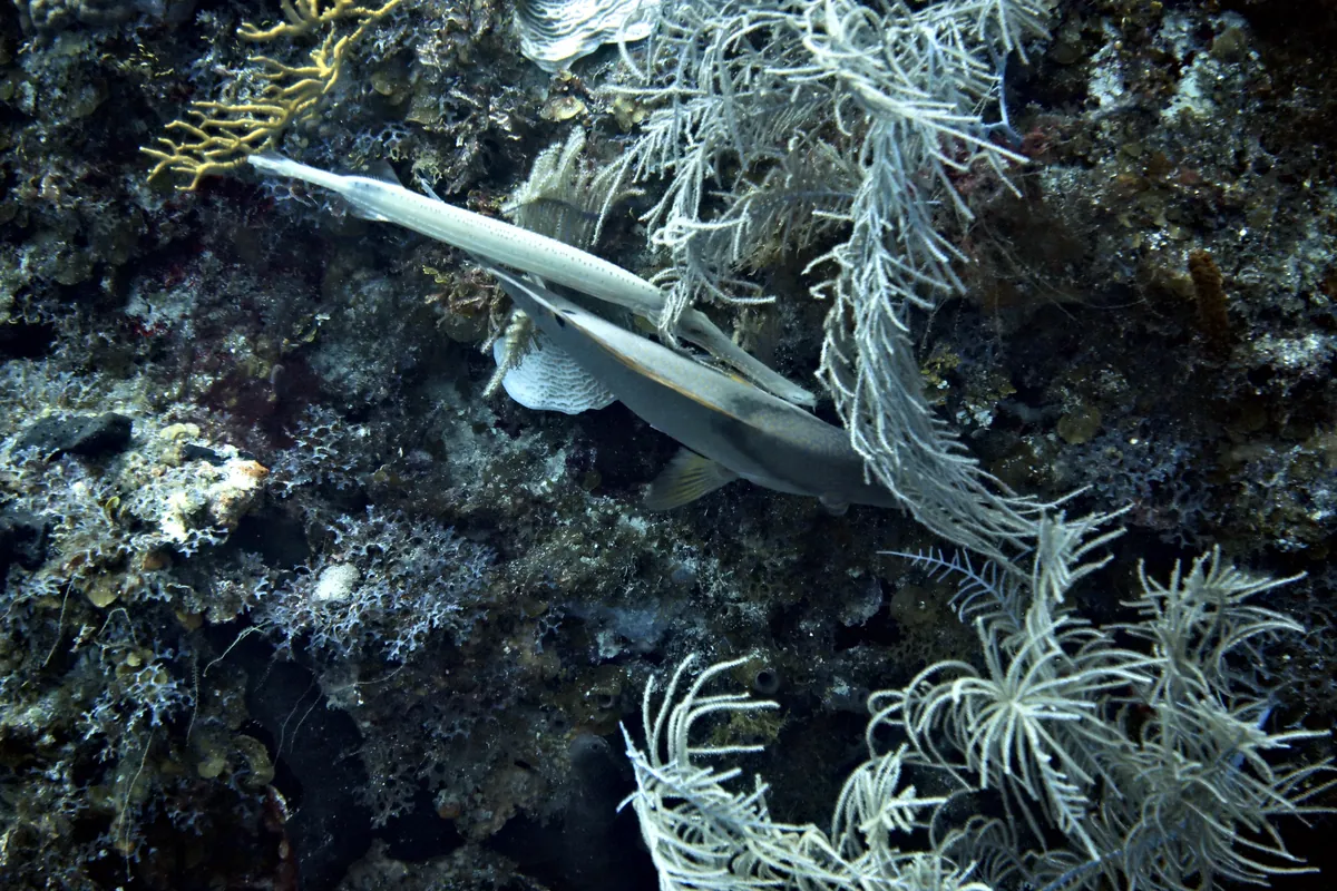 Hogfish