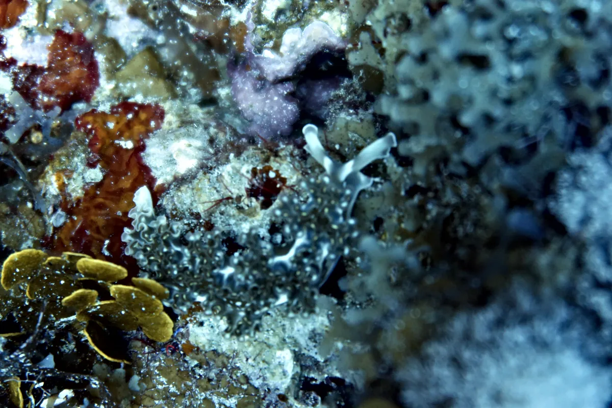 Lettuce Sea Slug