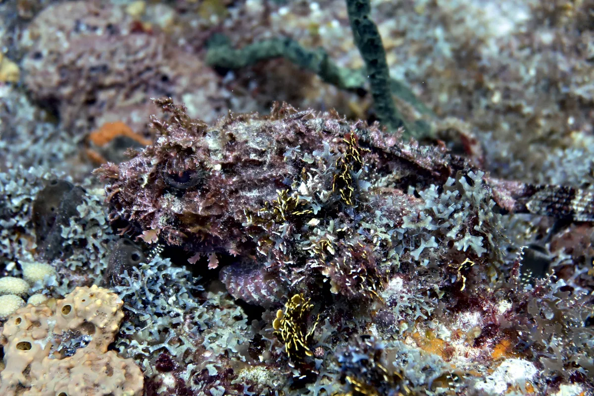 Spotted Scorpionfish