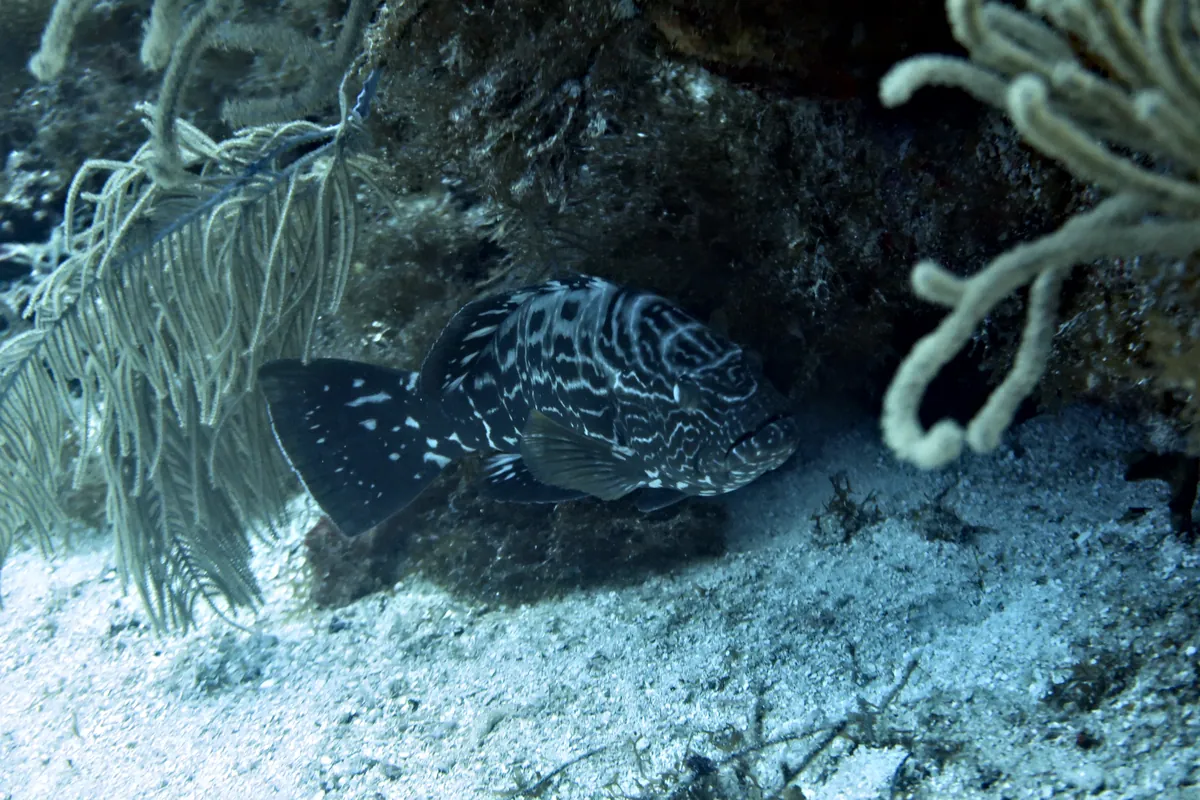 Black Grouper