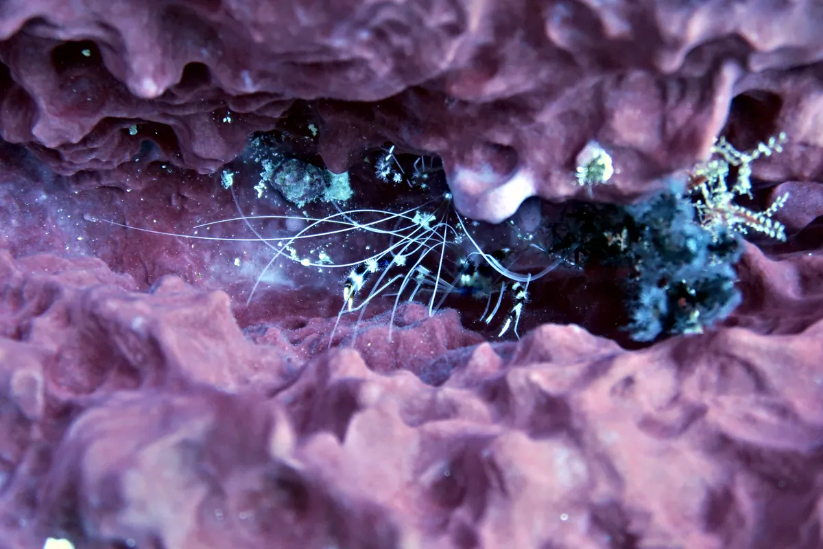 Banded Coral Shrimp