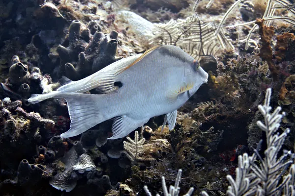 Hogfish
