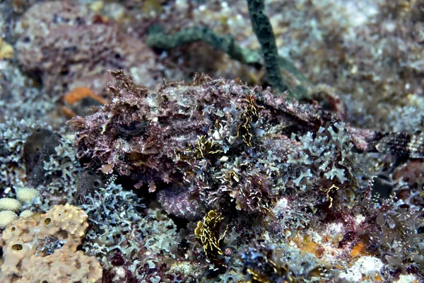Spotted Scorpionfish