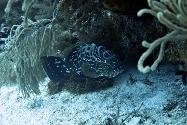 Black Grouper