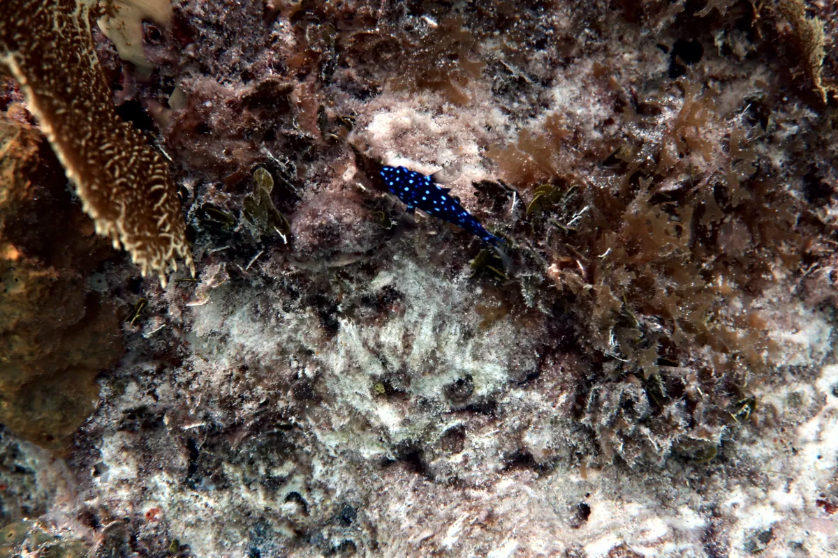 Yellowtail Damselfish