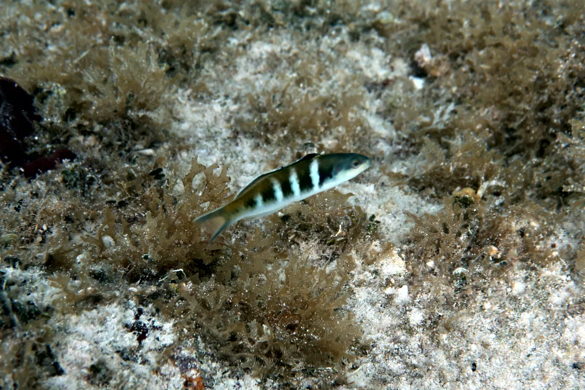 Bluehead Wrasse